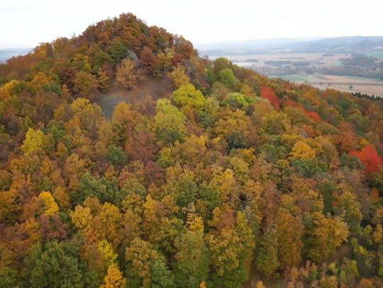 12 lipca – to dzień leśnika