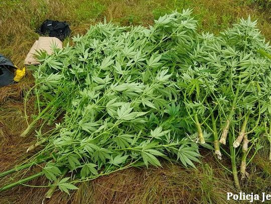 3000 porcji marihuany hodował w lesie