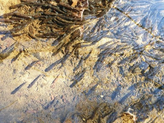 700 tys. pstrągów potokowych wpuszczono do 7 rzek w naszym regionie