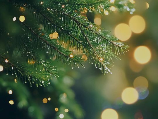 A Wy...macie już swoje idealne świąteczne drzewko?