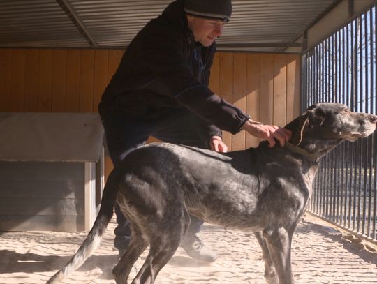 Bezpieczna przystań dla zwierząt w Jeleniej Górze