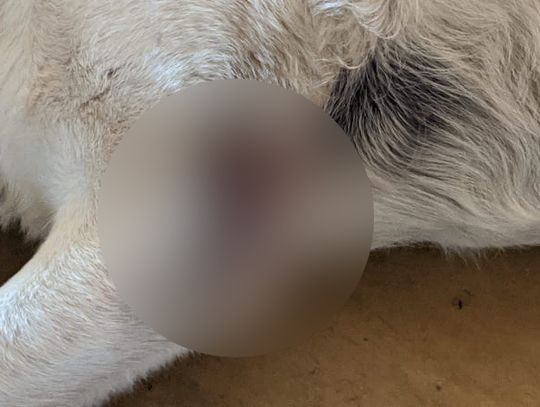 Chory i zaniedbany pies