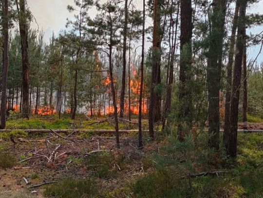 Co było przyczyną pożaru w Borach Dolnośląskich?