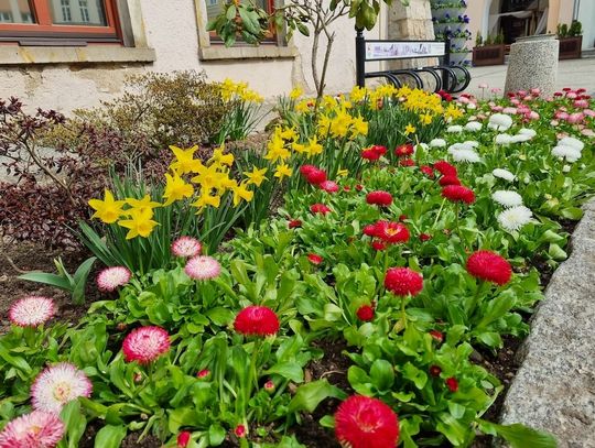 Do Jeleniej Góry zawitała wiosna