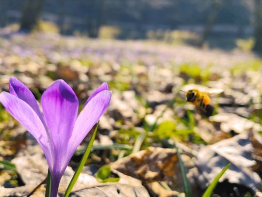Dolny Śląsk - środki na rolnictwo i ochronę środowiska