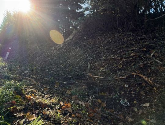 ℹ️W naszym regionie trwają prace związane z wycinką smosiejek porastających między innymi pobocza