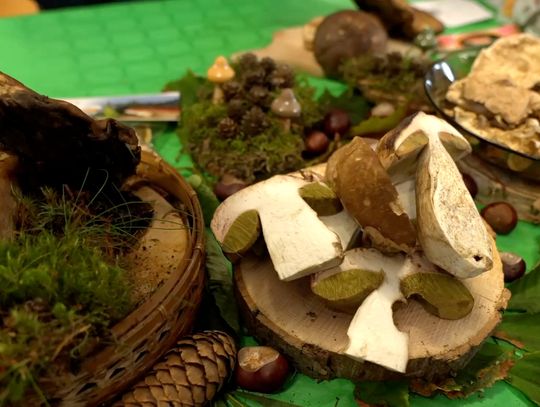 Już jutro (14.10.) zaczyna się Festiwal Grzybowe Królestwo