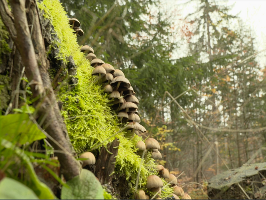 Karkonoski Park Narodowy zaprasza na Piknik pod Chojnikiem