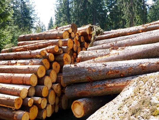 Kondycja lasu po huraganie