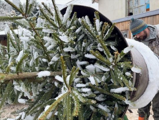 𝗞𝘁𝗼 𝗷𝗲𝘀𝘇𝗰𝘇𝗲 𝗻𝗶𝗲 𝗺𝗮?🌲Znajdź swoją idealną choinkę🌲