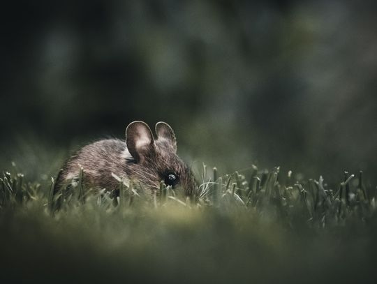 Kto powinien przeprowadzić deratyzację?