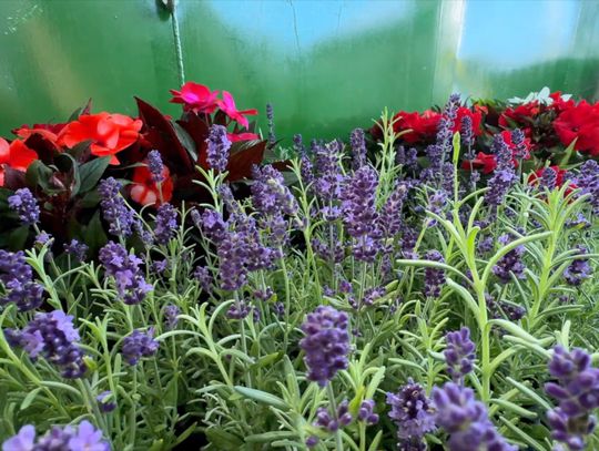 Kwiaty za Elektroodpady 2025