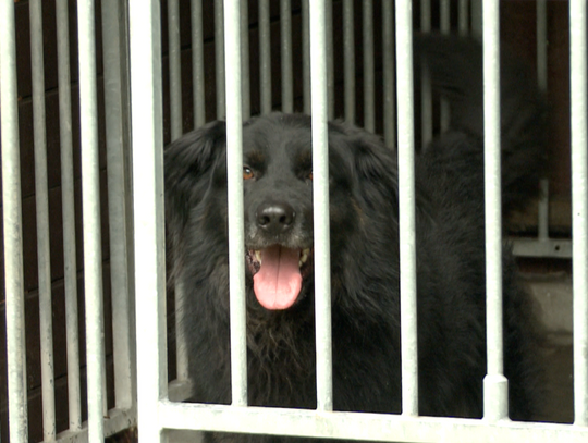 Masowe porzucanie zwierząt w wakacje