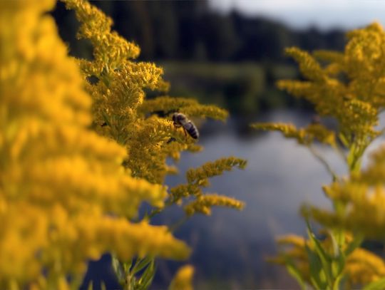 Międzynarodowy Kongres Pszczelarski, dzień 2.