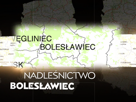 Nadleśnictwo Bolesławiec - Lasy Dolnego Śląska