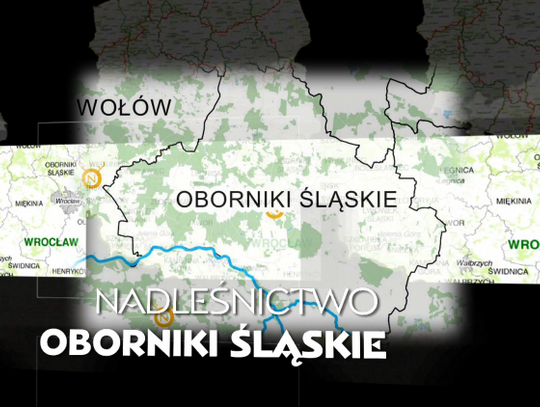 Nadleśnictwo Oborniki Śląskie - Lasy Dolnego Śląska 