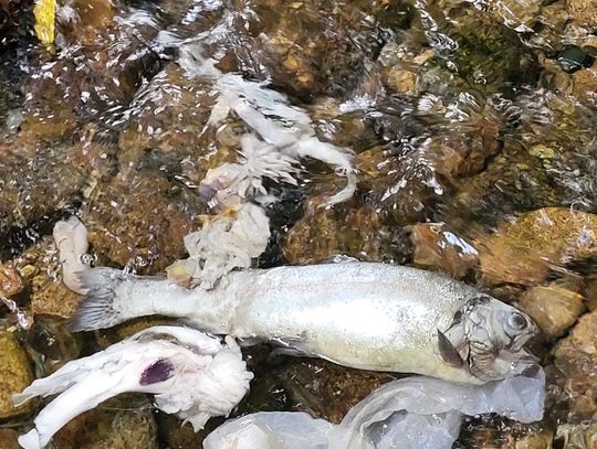 Padłe ryby w potoku Łomnica