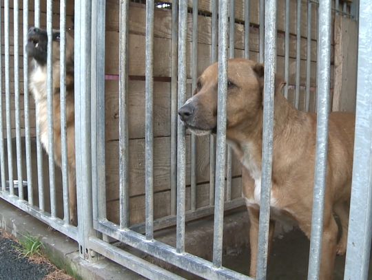 Podsumowanie roku w jeleniogórskim schronisku