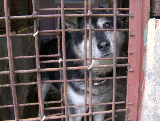 Poprawa warunków bytowych w jeleniogórskim schronisku