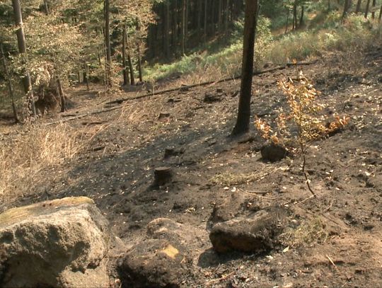 Pożar lasów w okolicy Trzcińska