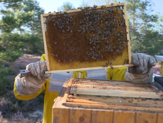 Praca pszczelarza - pozyskanie miodu wrzosowego