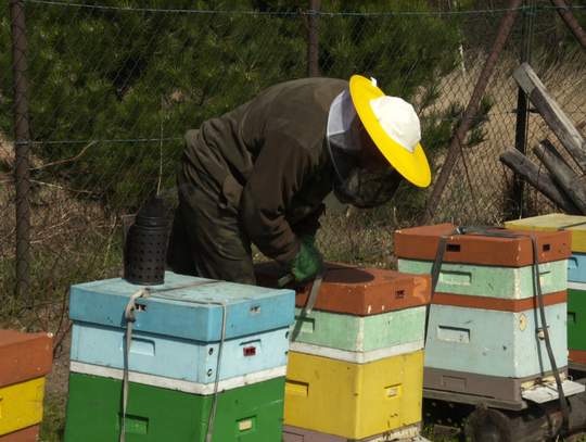 Program ochrony pszczół na Dolnym Śląsku