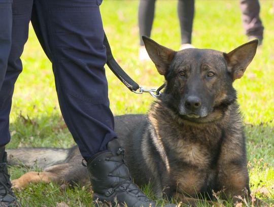 Psy służące w polskiej Policji