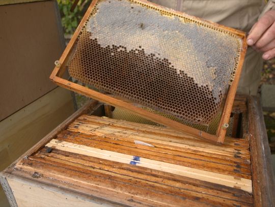 Pszczelarze przygotowują się do zimy