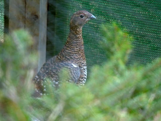 Rośnie populacja cietrzewia