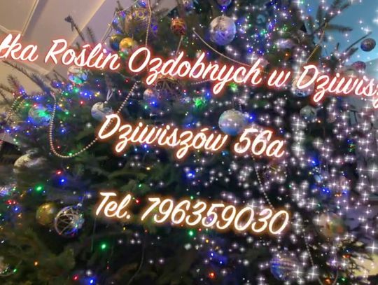 🌲Ruszyła sprzedaż choinek u Patryka Waloszczyka/Plantacja Choinek w Dziwiszowie🌲