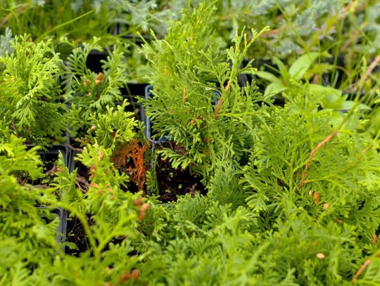 Trendy w ogrodnictwie