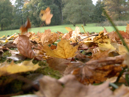 Trwa jesienna zbiórka liści!
