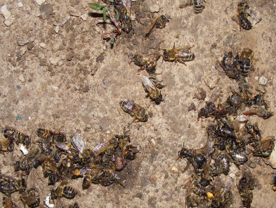 [VIDEO] Przez ludzką głupotę zginęły rodziny pszczele