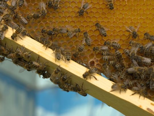 Warsztaty pszczelarskie dla dzieci