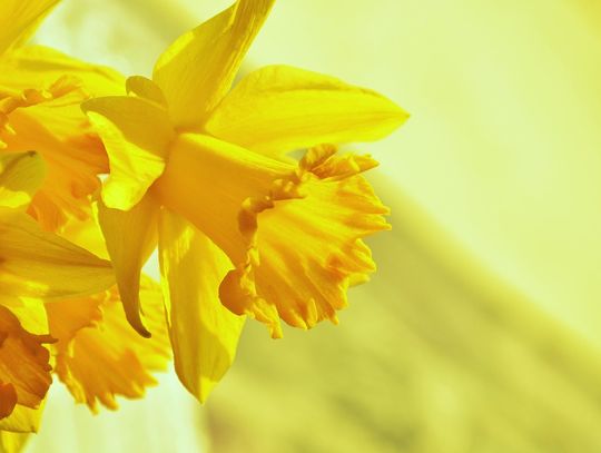 Wielkanocne życzenia od Edwarda Dudka - Wójta Gminy Jeżów Sudecki