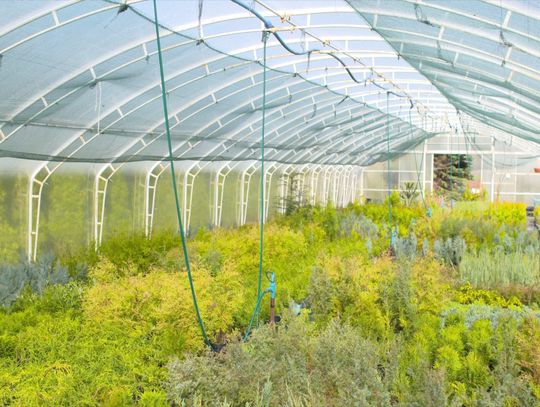 Wiosna to idealna pora na nowe nasadzenia w ogrodzie