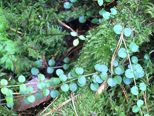 Wirtualne herbarium