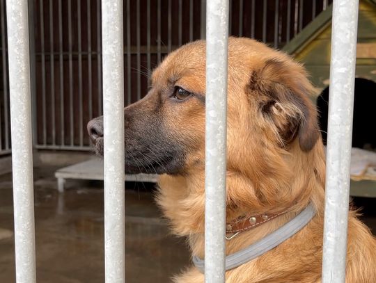 Z wizytą w Schronisku dla Małych Zwierząt w Jeleniej Górze