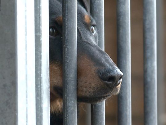 Zadbajmy o zwierzęta w noc sylwestrową