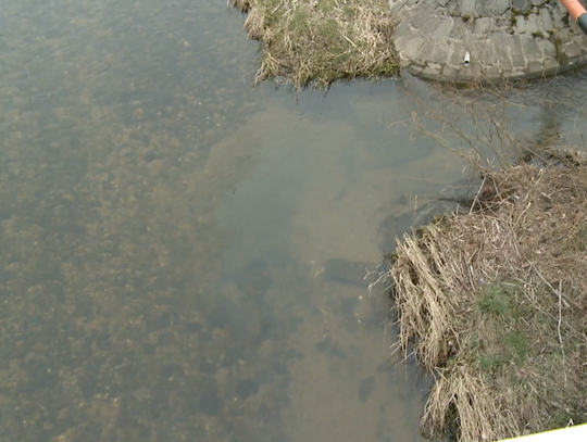 Zanieczyszczenie potoku na terenie Jeleniej Góry