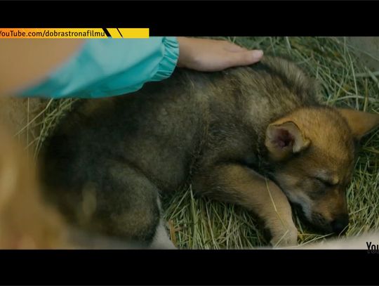 Znamy nowy repertuar kina Helios