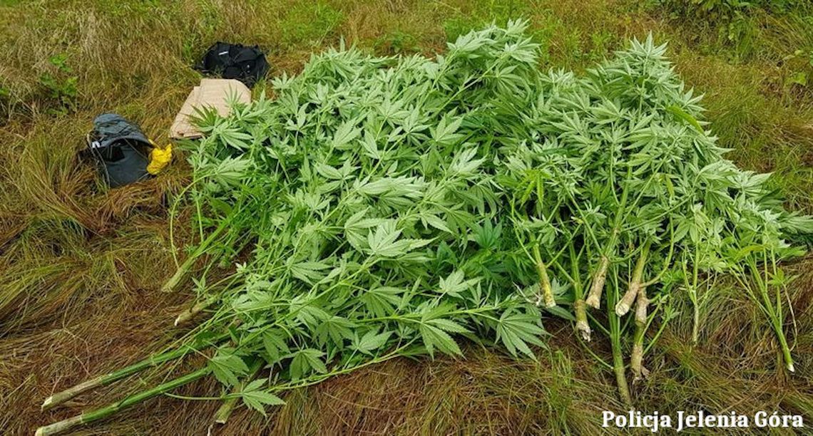 3000 porcji marihuany hodował w lesie