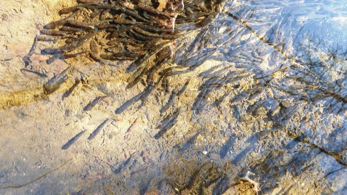 700 tys. pstrągów potokowych wpuszczono do 7 rzek w naszym regionie 700 tys. pstrągów potokowych wpuszczono do 7 rzek w naszym regionie