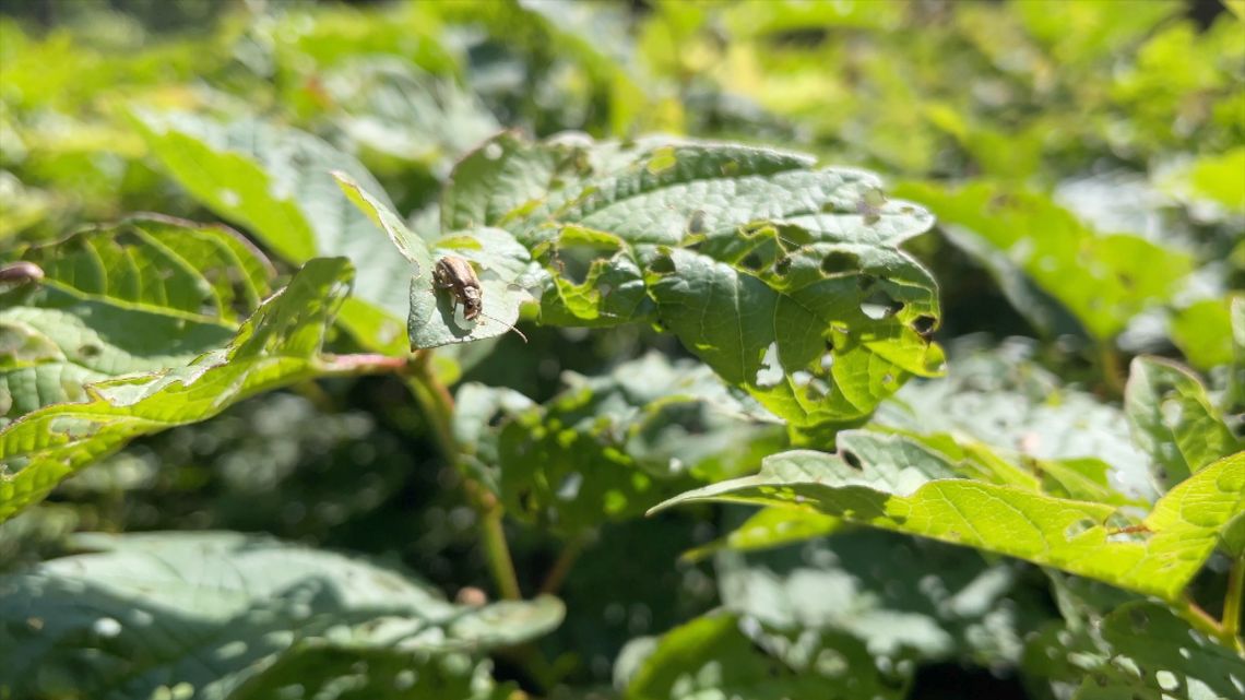 Co dzieje się z roślinami w Parku Zdrojowym?