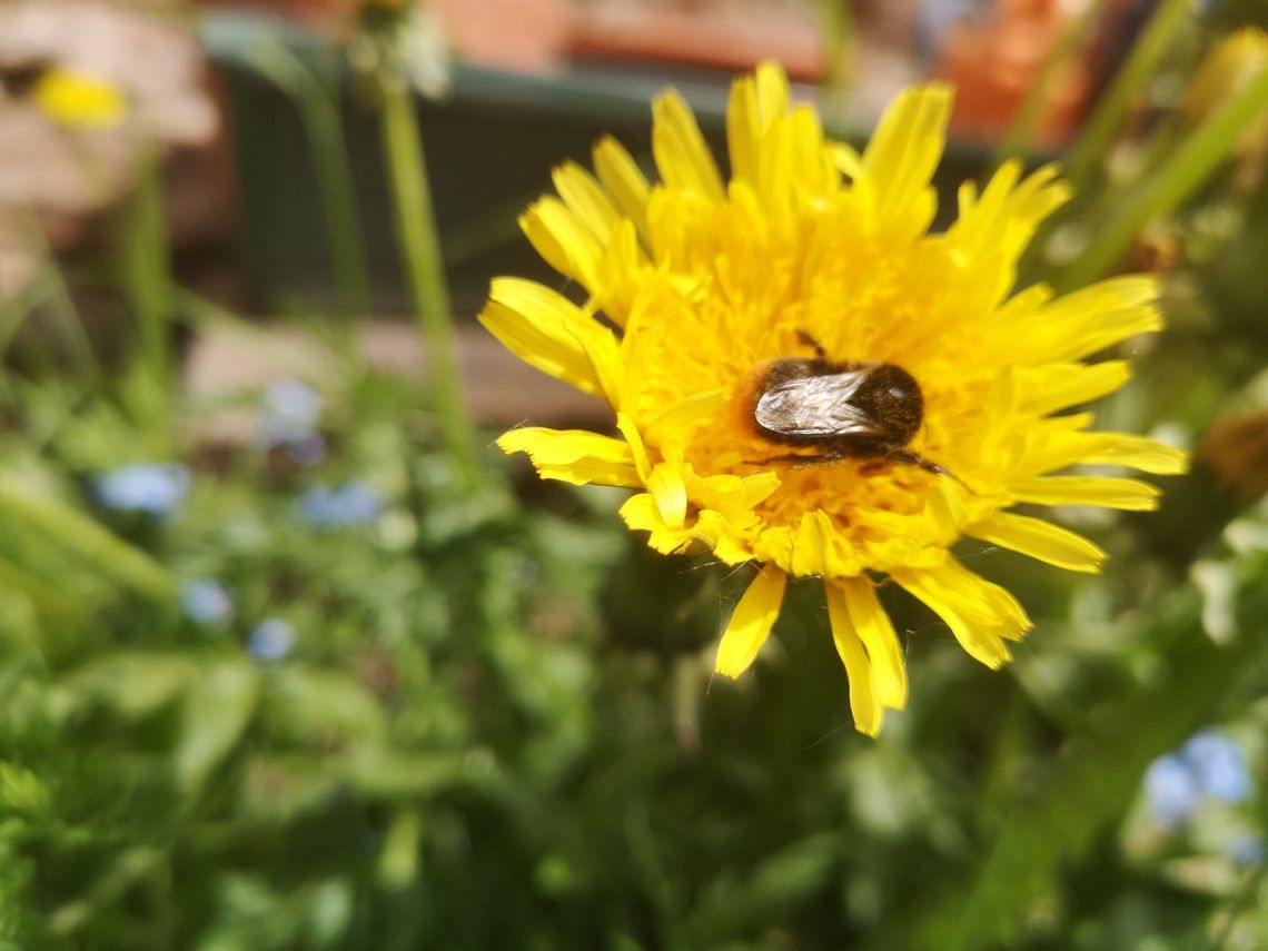 [GALERIA] Hotele i ogrody dla dzikich pszczół w Kotlinie Kłodzkiej