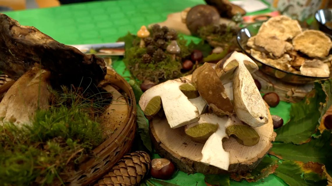 Już jutro (14.10.) zaczyna się Festiwal Grzybowe Królestwo Już jutro (14.10.) zaczyna się Festiwal Grzybowe Królestwo