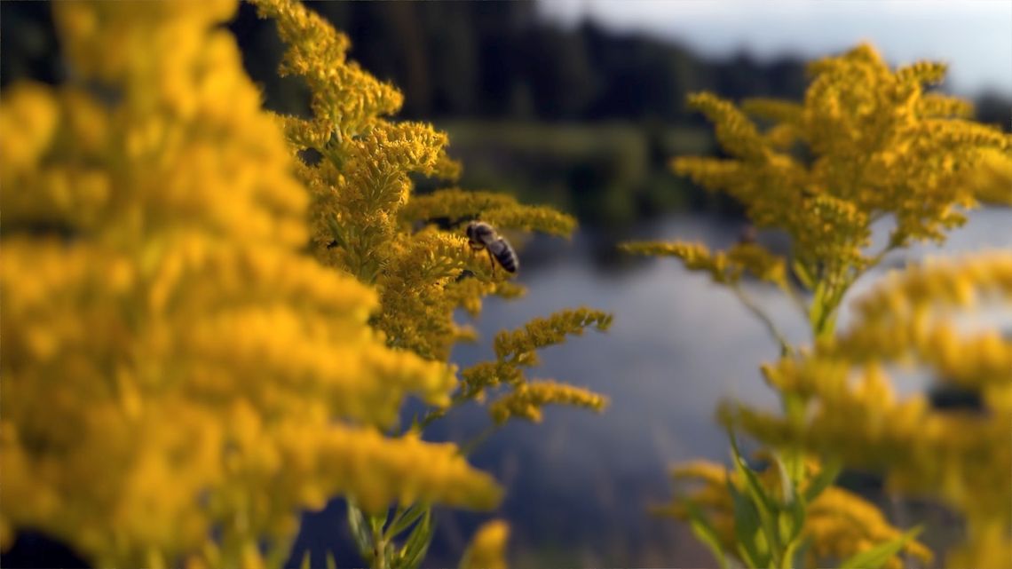 Międzynarodowy Kongres Pszczelarski, dzień 2.