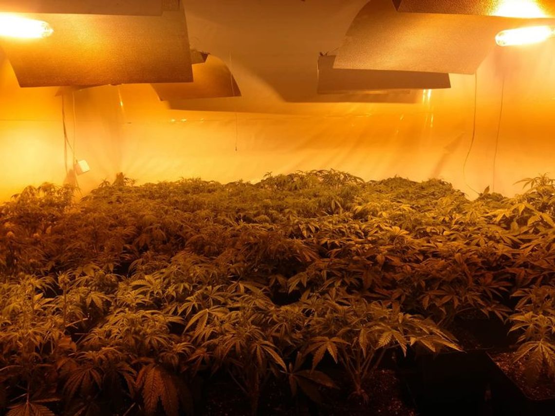 Policjanci zlikwidowali plantację. Zabezpieczyli 105 roślin konopi