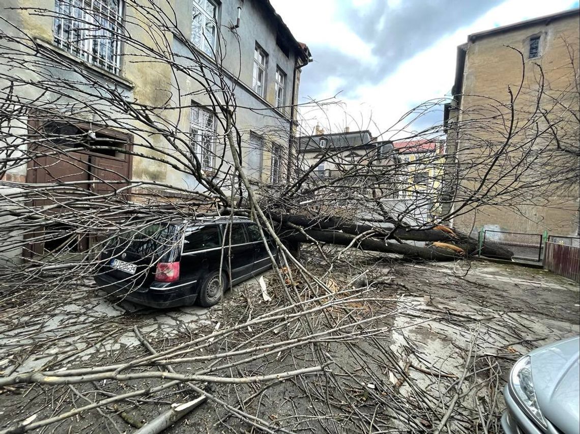 Powalone drzewo zniszczyło auto w Jeleniej Górze