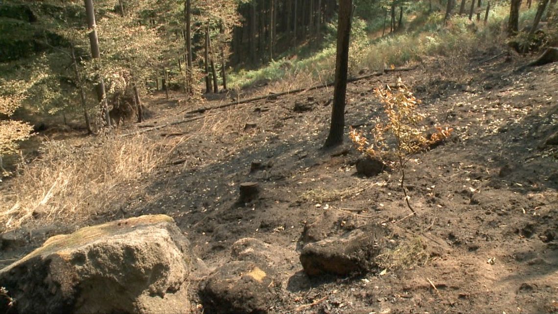 Pożar lasów w okolicy Trzcińska